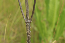 Dried-stem-of-Teasel-plant