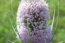 Flower-of-Teasel-plant