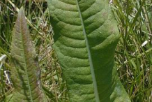 Leaves of-Teasel-plant