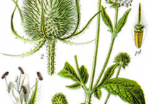 Plant-Illustration-of-Teasel-plant