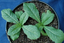 Sapling-of-Teasel