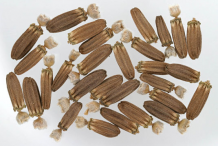 Seeds-of-Teasel-plant