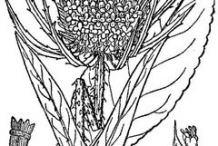 Sketch-of-Teasel-plant
