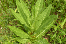 Small-Teasel-Plant