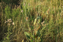 Teasel--Plant-growing-wild
