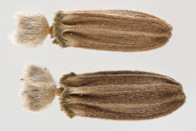 Teasel-Seeds-enlarged