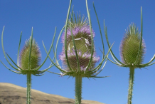 Three-Flower-head--of-Teasel-plant