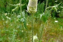 Unripe-fruit-of-Teasel