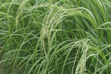 Seed-heads-of-Teff-plant