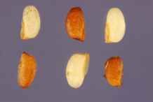 Seeds-of-Teff-plant