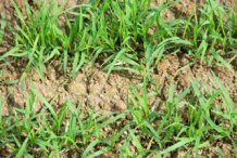 Small-Teff-plant