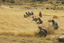 Teff-Harvesting