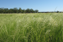 Teff-farming