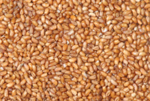 Teff Seeds