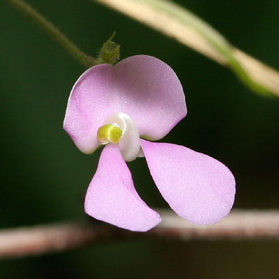 Closer-view-of-flower-of-Tepary-bean