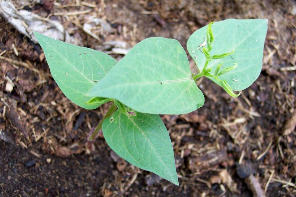 Small-Tepary-bean-plant