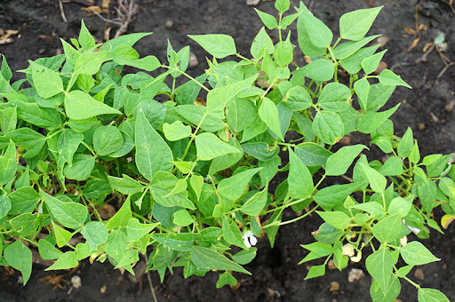 Tepary-bean-plant