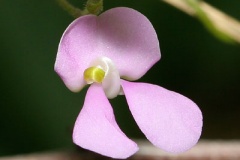 Closer-view-of-flower-of-Tepary-bean