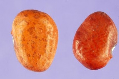 Closer-view-of-seeds-of-Tepary-bean