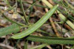 Immature-fruits-of-Tepary-bean