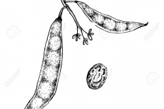 Sketch-of-Tepary-bean
