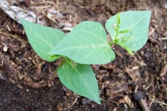Small-Tepary-bean-plant