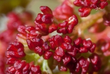 Closer-view-of-flower-of-Terebinth