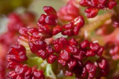 Closer-view-of-flower-of-Terebinth