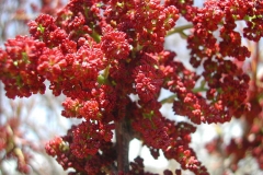Flower-of-Terebinth