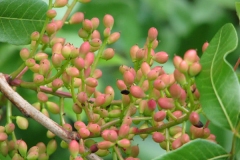 Immature-fruits-of-Terebinth