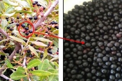 Mature-fruits-of-Terebinth