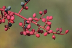 Maturing-fruits-of-Terebinth