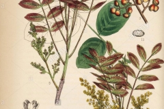 Plant-Illustration-of-Terebinth