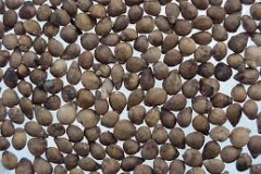 Seeds-of-Terebinth