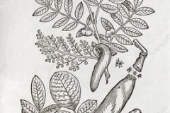 Sketch-of-Terebinth