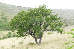 Terebinth-Tree