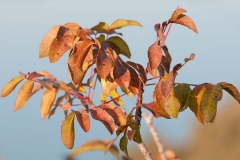 Winter-leaves-of-Terebinth