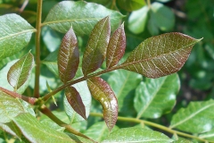 Young-leaves-of-Terebinth