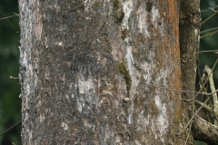 Bark