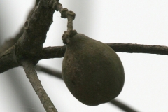 Fruit