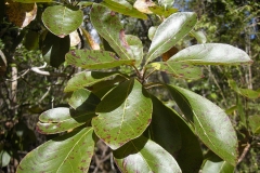 Leaves