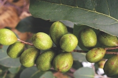 Unripe-fruits