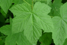 Leaves-of-Thimbleberry