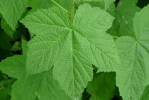 Leaves-of-Thimbleberry