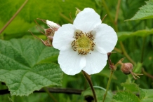 Thimbleberry-close-up-flower