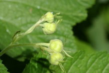 Thimbleberry-flower-buds