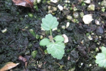 Thimbleberry-seedlings