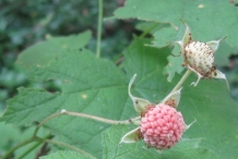 Thimbleberry-unripe-fruit