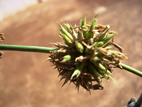 Closer-view-of-flower-of-Thorny-bamboo