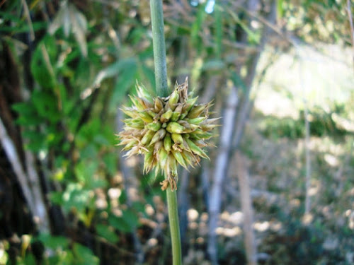 Flower-of-Thorny-bamboo